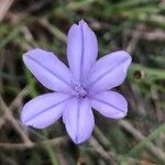 Aphyllanthes monspeliensis Blomma