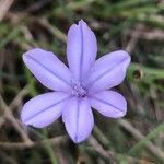 Aphyllanthes monspeliensis Flower