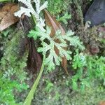 Selaginella martensii Foglia