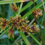 Cyperus eragrostis ফুল