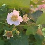 Rubus parviflorus फूल