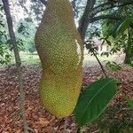 Artocarpus integerफल