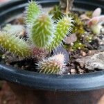 Delosperma pruinosumFuelha