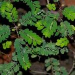Phyllanthus stipulatus Leaf