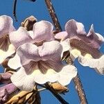 Paulownia tomentosa 花