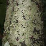 Rhodostemonodaphne elephantopus Schors