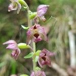 Epipactis helleborine Кветка