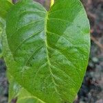 Ipomoea amnicola Leaf