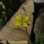 Biscutella brevicaulis 花