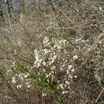 Prunus spinosa Flower