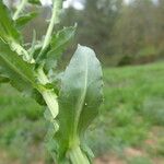 Lepidium campestre Blatt