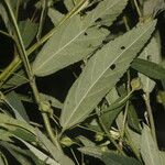 Sida rhombifolia Blatt