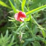 Lathyrus cicera Květ