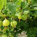 Ribes uva-crispa Meyve