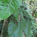 Anthurium formosum ഇല