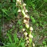 Orchis anthropophora 花