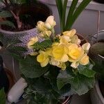 Begonia grandis Flors
