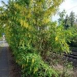 Laburnum anagyroides Συνήθη χαρακτηριστικά