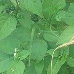 Solanum americanum ফল
