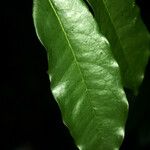 Diospyros tetrandra Leaf