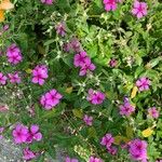 Catharanthus roseusFlower