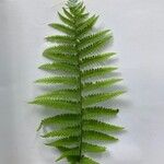 Athyrium filix-feminaLeaf