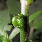 Acalypha radinostachya Bark