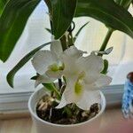 Dendrobium nobile Flors