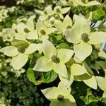 Cornus kousaKwiat