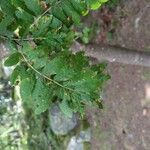 Sorbus aucupariaList