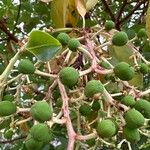 Arbutus menziesii Frucht