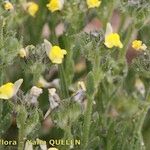 Linaria arenaria Autre