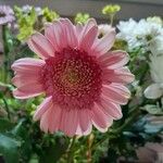 Gerbera viridifolia Flor
