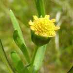 Lasthenia glaberrima Flower