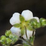 Potentilla santolinoides Flower