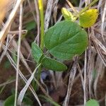 Bituminaria bituminosa Blatt