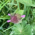 Lamium hybridumKwiat