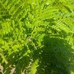 Caesalpinia pluviosa Leaf