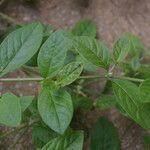 Alternanthera ficoidea عادت داشتن