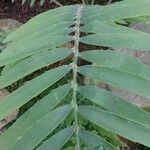 Encephalartos concinnus Leaf