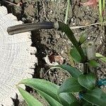 Lilium lancifolium Fruit