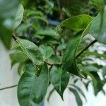 Aquilaria malaccensis Leaf