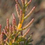 Salicornia disarticulata 果実