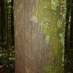 Oenocarpus bataua Bark