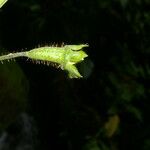 Nasa triphylla Fruto