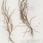 Parapholis filiformis Habit