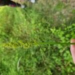 Carex vulpinoidea Flor