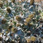 Eryngium maritimum Цвят