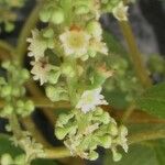 Gouania polygama Flower