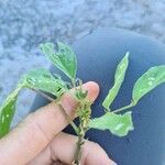 Desmodium tortuosum Yaprak